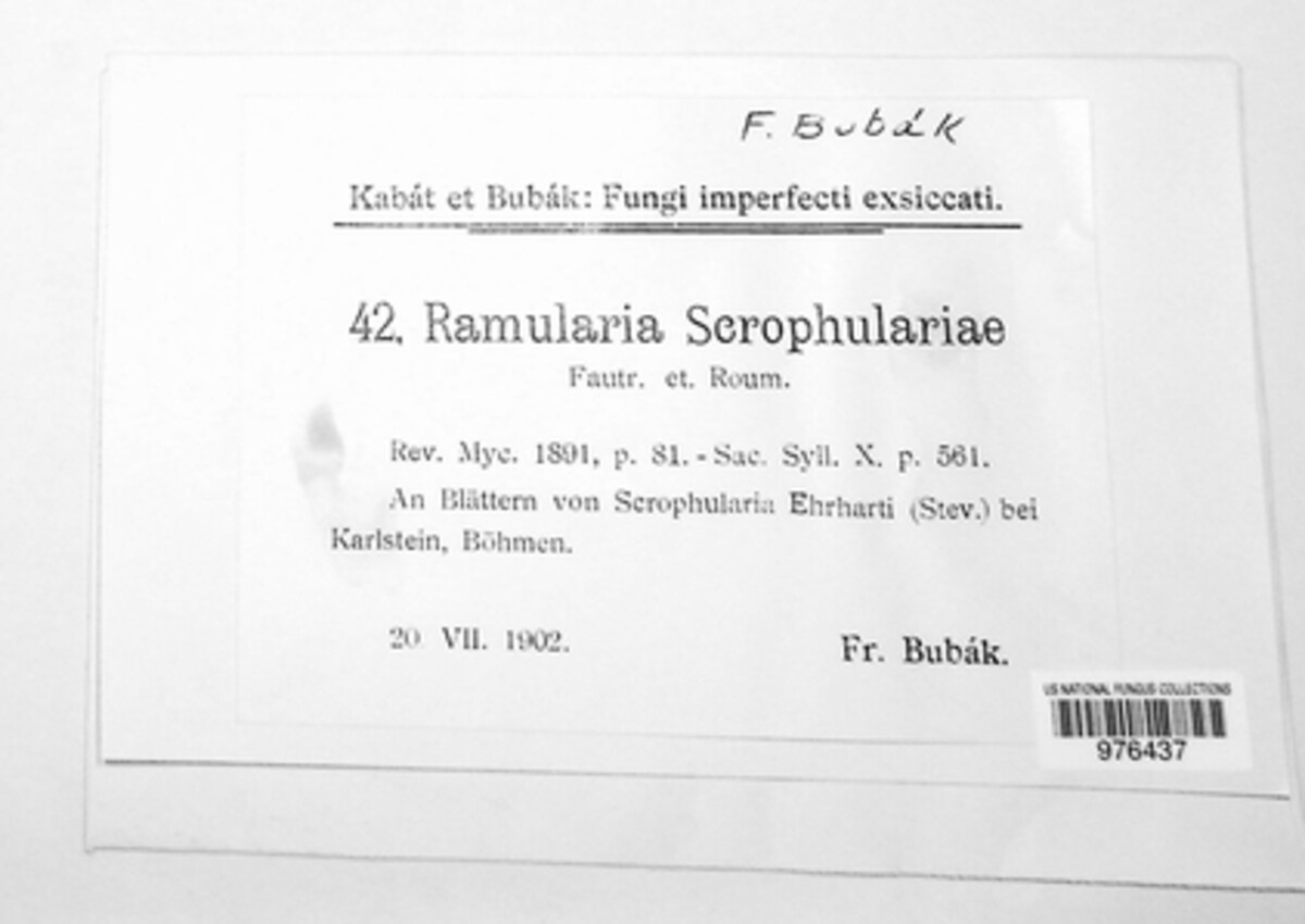 Ramularia scrophulariae image